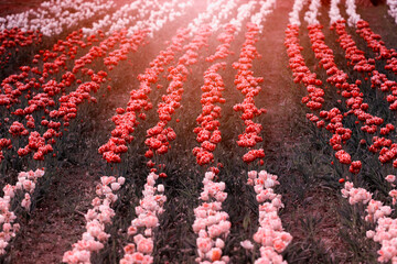 Czerwone tulipany. Kwiaty wiosenne, polana tulipanów