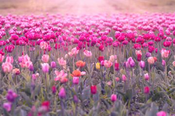 Fototapeta premium Różowe tulipany. Kwiaty wiosenne, polana tulipanów