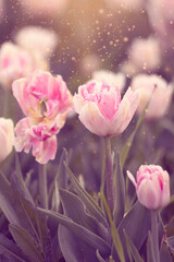 Różowe tulipany. Kwiaty wiosenne, polana tulipanów