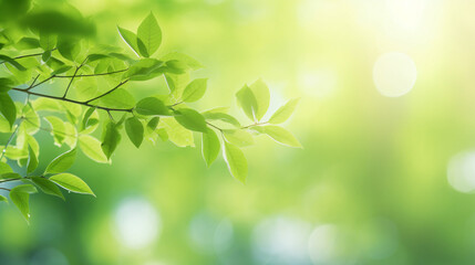 Fototapeta na wymiar Beautiful blurred spring summer natural background image for product presentations. Defocused tree foliage on bright sunny day., --aspect 16:9