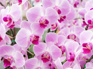 Fresh blooming of the phalaenopsis orchid in the botanical garden.