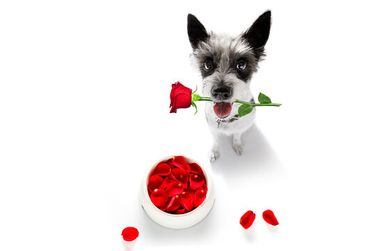 curious poodle hungry dog in love for happy valentines day with  flower rose petals  and food bowl , looking up with rose in mouth