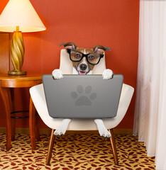 jack ruussel dog browsing the internet or searching the net  with laptop pc computer , on a chair at home , with reading glasses
