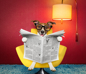 jack russell dog reading newspaper on a chair or  sofa , couch, or lounger , in living room , table...