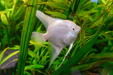 Tropical fish Pterophyllum scalare altum, angelfish swimming in aquarium water wtih green algae....