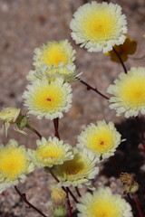 Desert Dandelion, Malacothrix Glabrata, displaying springtime blooms in the Cottonwood Mountains, a native annual monoclinous herb with racemose liguliferous head inflorescences.