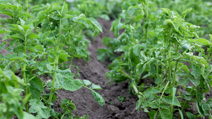 Potatoes and potato beetles. Field near the house. Beetles and insects destroy the crop. Potato field, it needs to be sprayed against parasites. Green leaves in the field. Agricultural lands