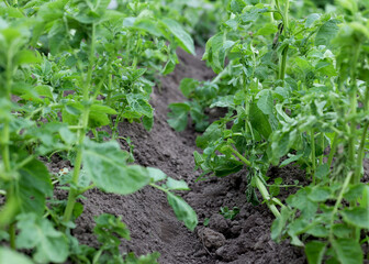 Obraz premium Potatoes and potato beetles. Field near the house. Beetles and insects destroy the crop. Potato field, it needs to be sprayed against parasites. Green leaves in the field. Agricultural lands