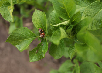 Potatoes and potato beetles. Field near the house. Beetles and insects destroy the crop. Potato field, it needs to be sprayed against parasites. Green leaves in the field. Agricultural lands