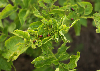 Potatoes and potato beetles. Field near the house. Beetles and insects destroy the crop. Potato field, it needs to be sprayed against parasites. Green leaves in the field. Agricultural lands