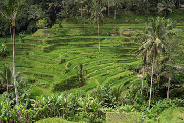 View of green rice field in terrace ,near Ubud at Bali - Indonesia