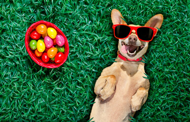 funny  happy podenco easter bunny  dog with a lot of eggs around on grass  and basket , sleeping and resting this season