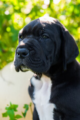 beautiful black Great Dane dog puppy portrait