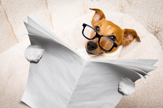 cool funny jack russell  dog reading a blank empty  newspaper or magazine wearing reading glasses
