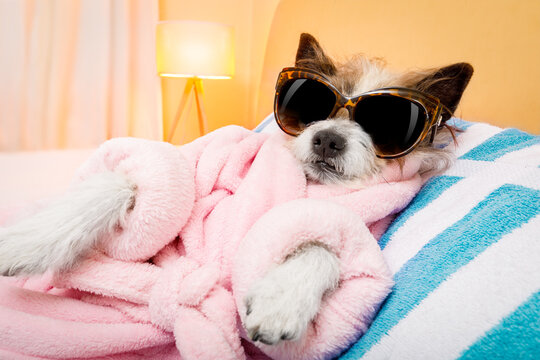 cool funny  poodle dog resting and relaxing in   spa wellness salon center ,wearing a  bathrobe and fancy sunglasses