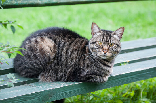 lonely tabby cat is sitting on the bench outside