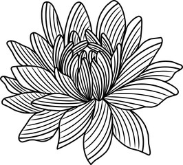black and white linear illustration of magnolia	