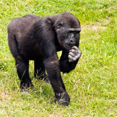 A young gorilla looking for something to eat