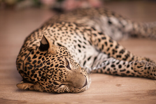 A young leopard is sleeping in a house on the floor
