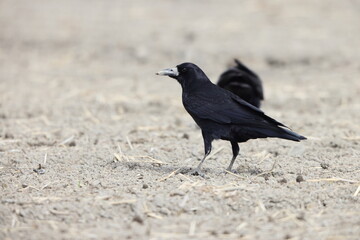 Rook crow (Corvus frugilegus) in Japan