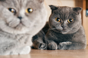Male cat on the defocused foreground and female cat on the bacground sitting under a bed in mating period