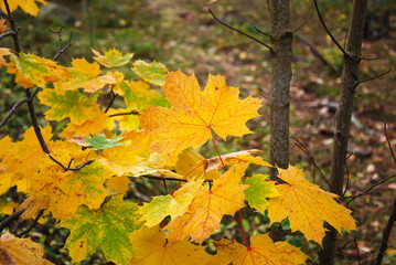Naklejka na ściany i meble Group of fall season colored maple leaves