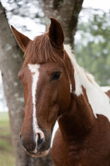 Obraz premium brown horse portrait