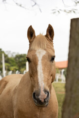 Fototapeta premium portrait of a horse