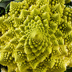 A closeup of A Romanesco broccoli (also known as Roman cauliflower) with visually striking fractal...