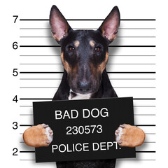 criminal mugshot  of pitbull terrier  dog at police station holding placard , isolated on background - obrazy, fototapety, plakaty