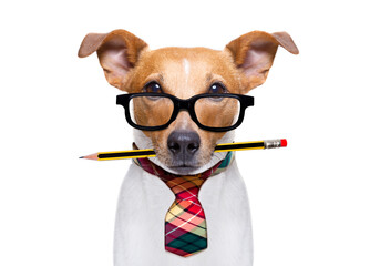 office worker businessman jack russell dog  as  boss and chef , with pencil or pen  in  mouth...