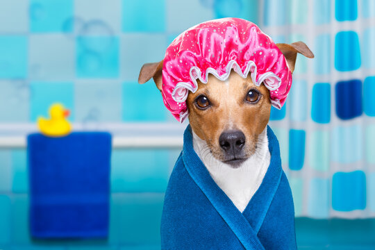 jack russell dog  in a bathtub not so amused about that , with yellow plastic duck and towel,wearing bathrope or towel