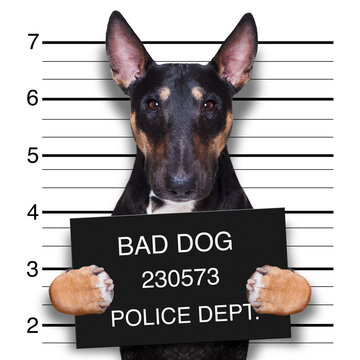 criminal mugshot  of pitbull terrier  dog at police station holding placard , isolated on background