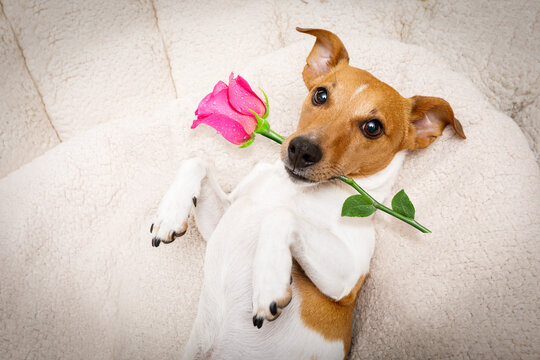 jack russel dog in love for happy valentines day with petals and rose flower in mouth  , looking up in wide angle