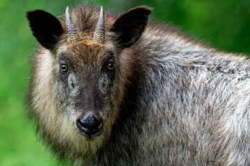 Fototapeta premium ニホンカモシカ