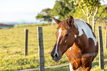 Obraz premium horse in the field