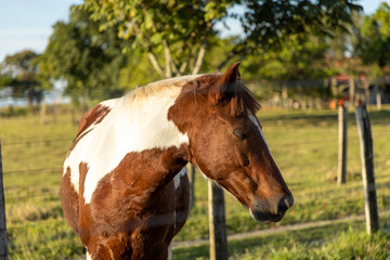 brown and white horse in the meadow