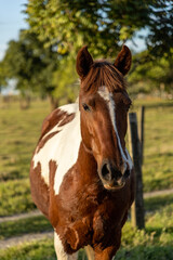 Obraz premium horse in the field