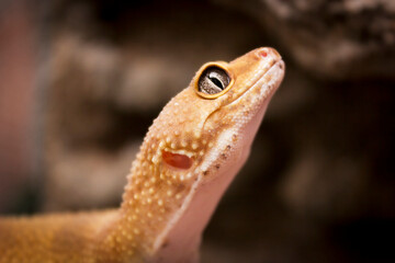 Cute orange lizard poses for the camera