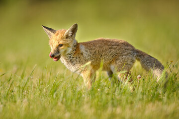 Naklejka na ściany i meble A licking fox cub on green grass on a sunny spring day