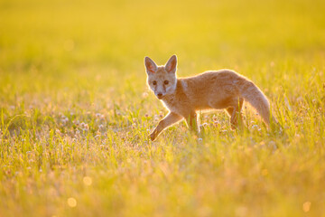 Red fox cub standing in meadow full of flowers with back sunset light.