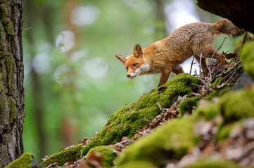 Naklejka na ściany i meble Curoius red fox in the forest. Single animal walking down the mossy rocks in wild nature.