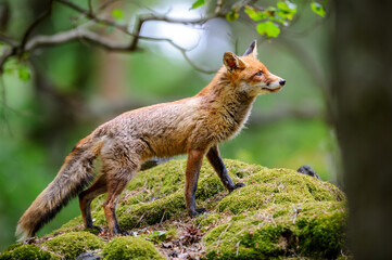 Close up wild fox on mossy rock. Natural forest habitat with beast of prey.