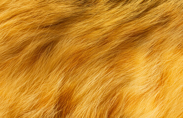 Close-up of ginger cat fur for texture or background. Furry rusty texture plain surface, rough pelt background in horizontal orientation.