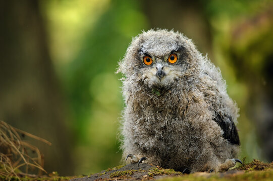 Detail closeup look on Eurasian eagle-owl chick in the forest with blurred backdound