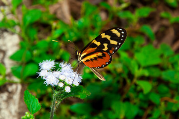 Small butterfly on flower in rural outdoor space, beautiful colors and natural nuances, wild space in tropical area of Guatemala.