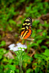 Fototapeta premium Small butterfly on flower in rural outdoor space, beautiful colors and natural nuances, wild space in tropical area of Guatemala.