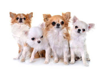 four chihuahuas in front of white background