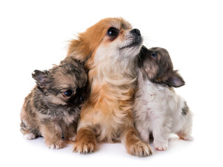 puppies chihuahua and mother in front of white background