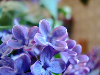 violet florets of the blossoming lilac close view